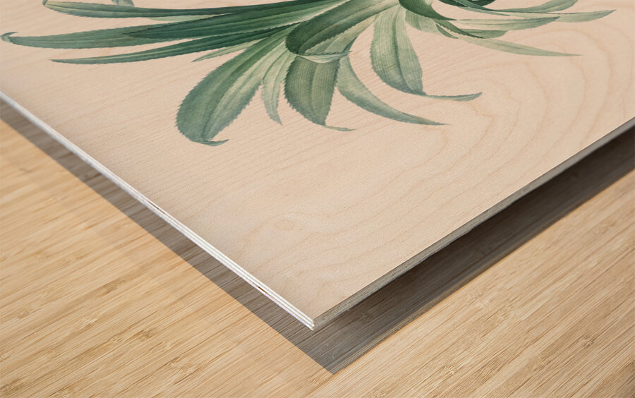 Broadleaf wild leek illustration  Wood print