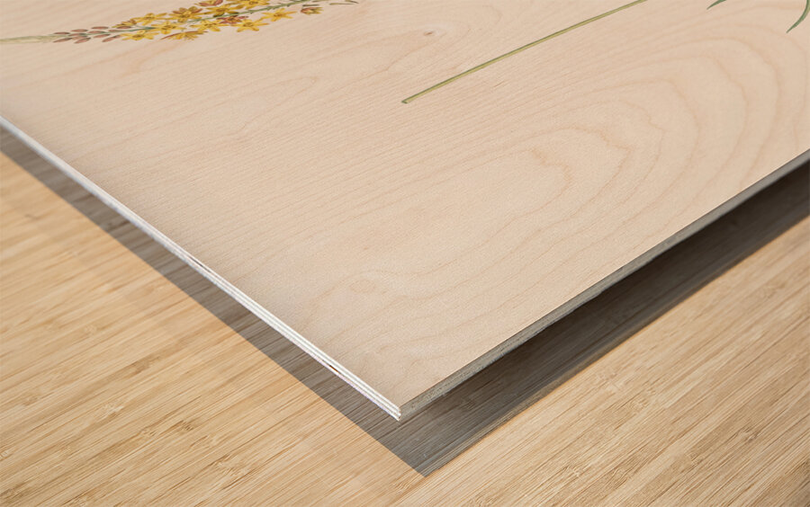 Bulbine illustration  Wood print