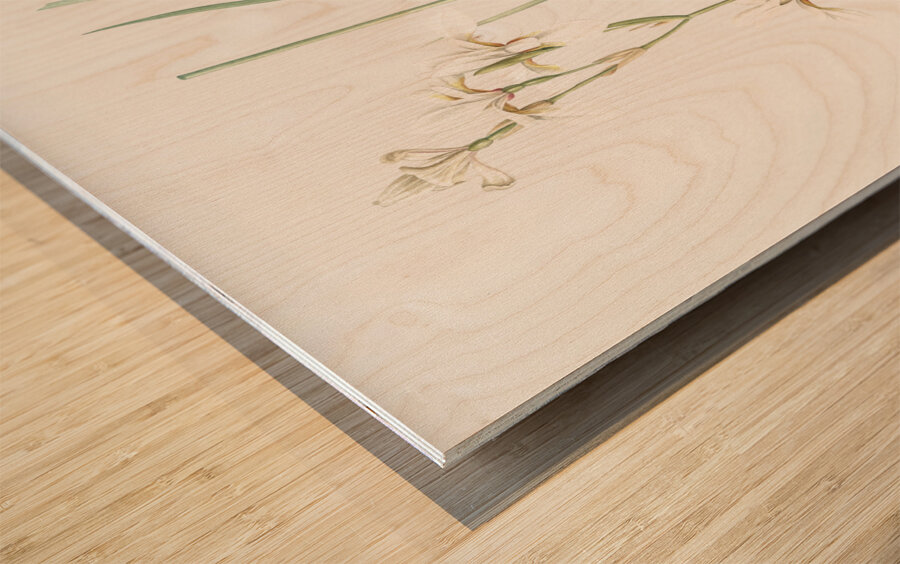 Siberian iris illustration  Wood print