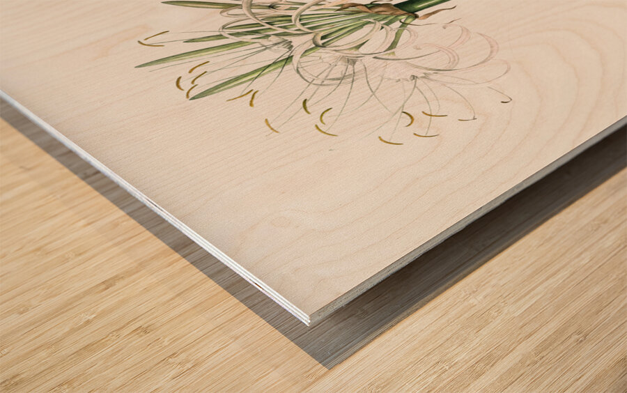 Broadleaf wild leek illustration  Wood print