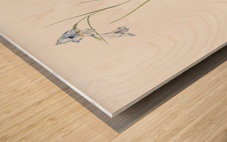 Broadleaf wild leek illustration  Wood print