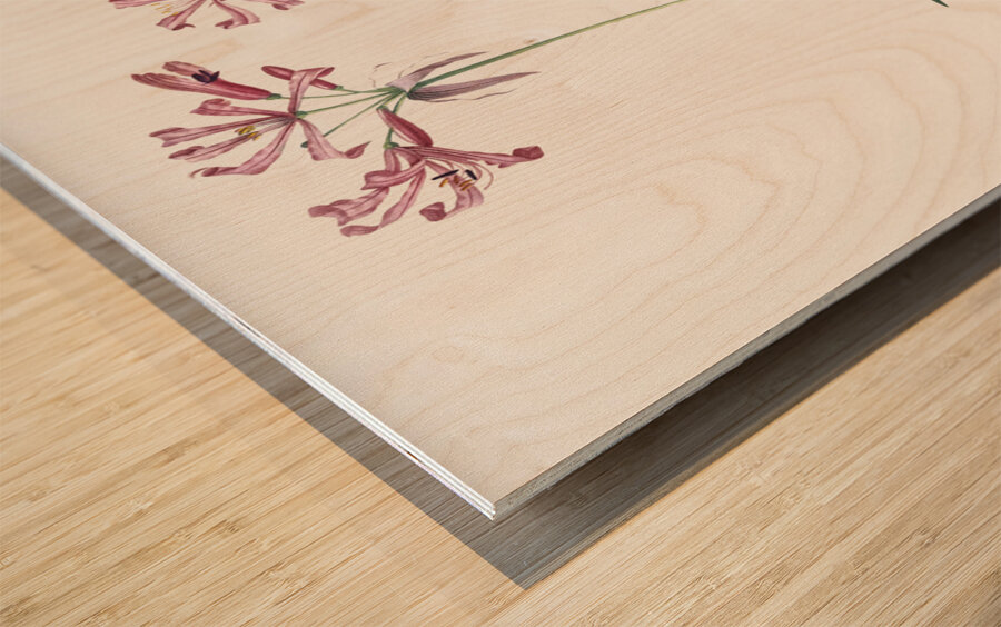 Nerine illustration  Wood print