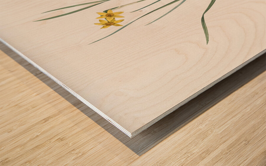 Rush-leaf jonquil illustration  Wood print