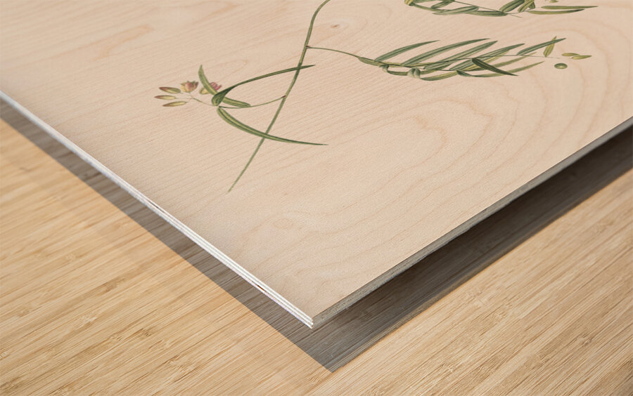 Bridal creeper illustration  Wood print