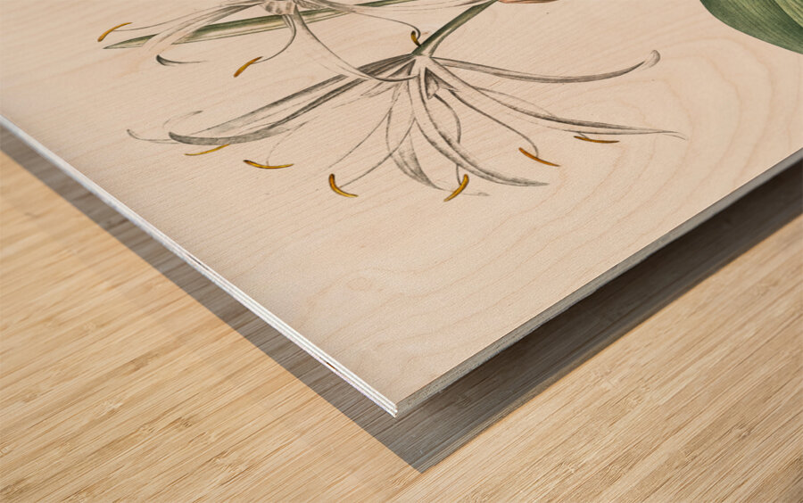 Spider lily illustration  Wood print
