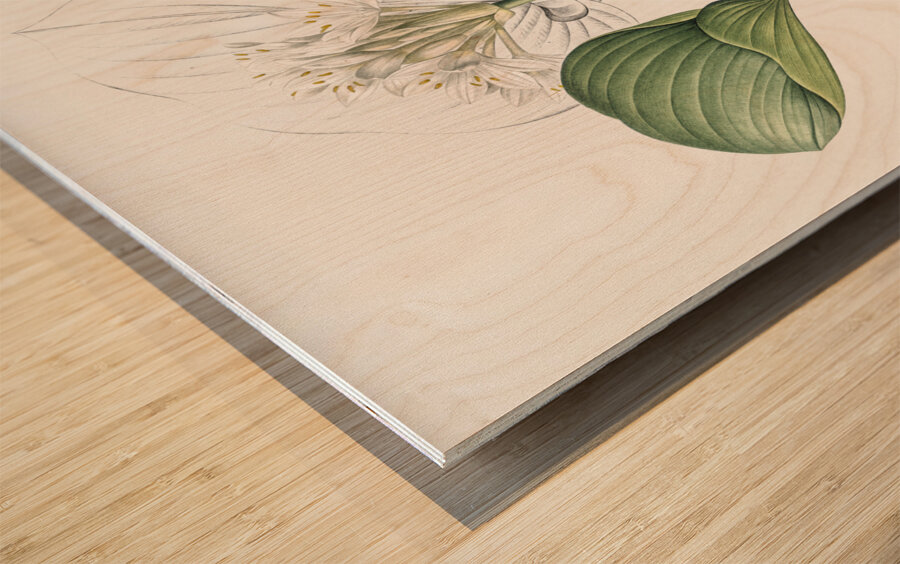 African flag illustration  Wood print