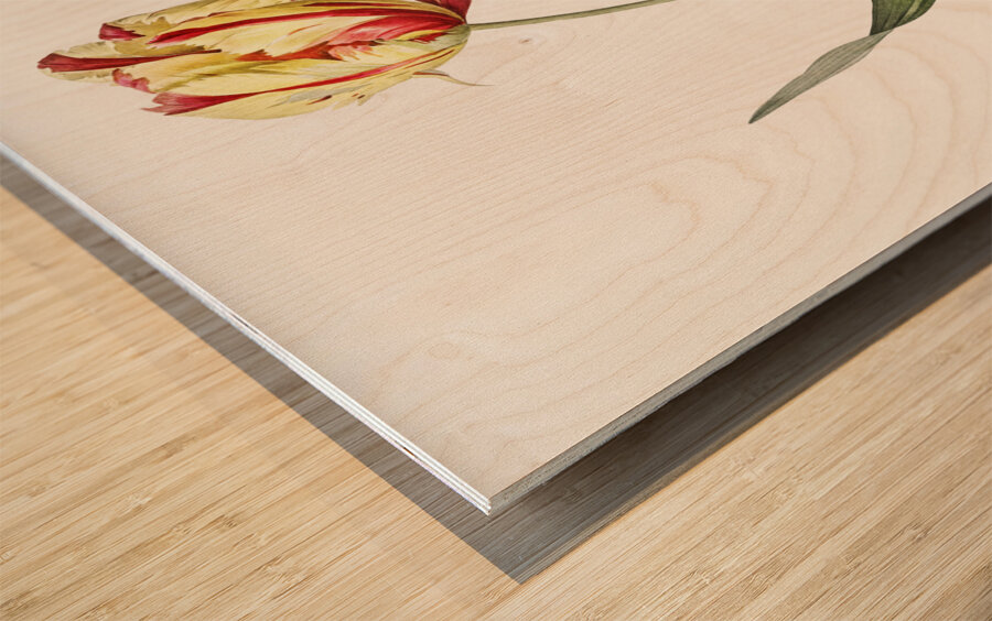 Didier tulip illustration  Impression sur bois