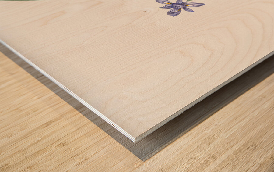 Barbary nut illustration  Wood print