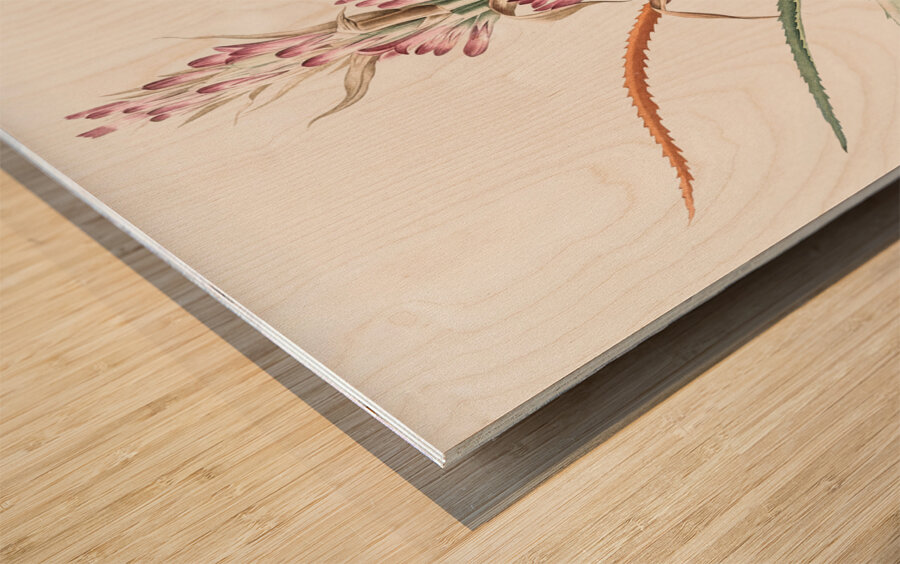 Barbary nut illustration  Wood print