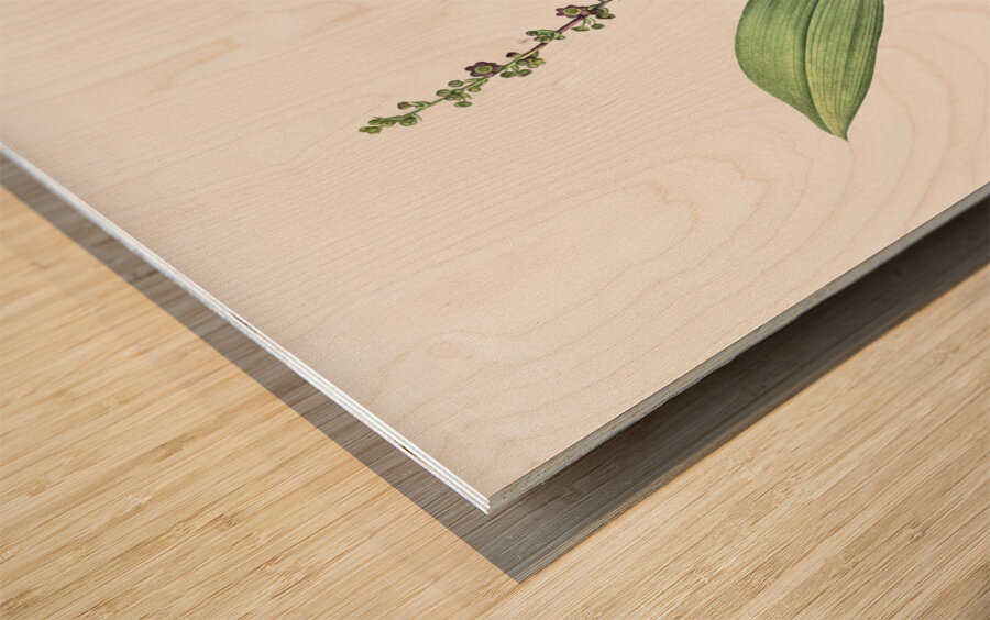 Peliosanthes teta illustration  Wood print