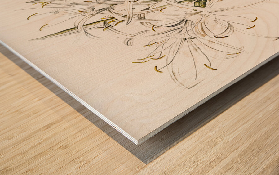 Green-tinge spiderlily illustration  Wood print