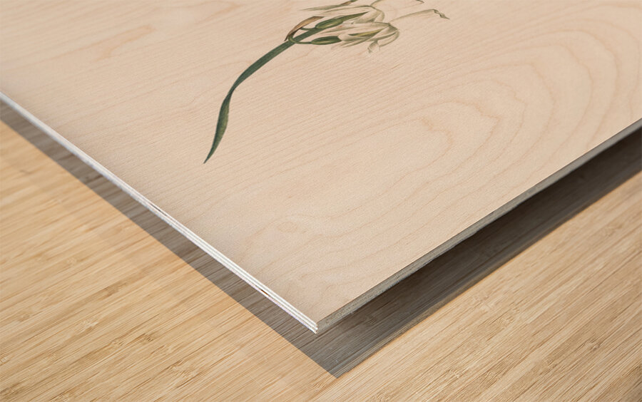 Green-tinge spiderlily illustration  Wood print