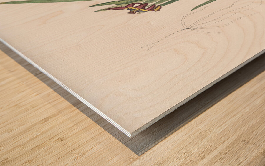 Spider iris illustration  Wood print