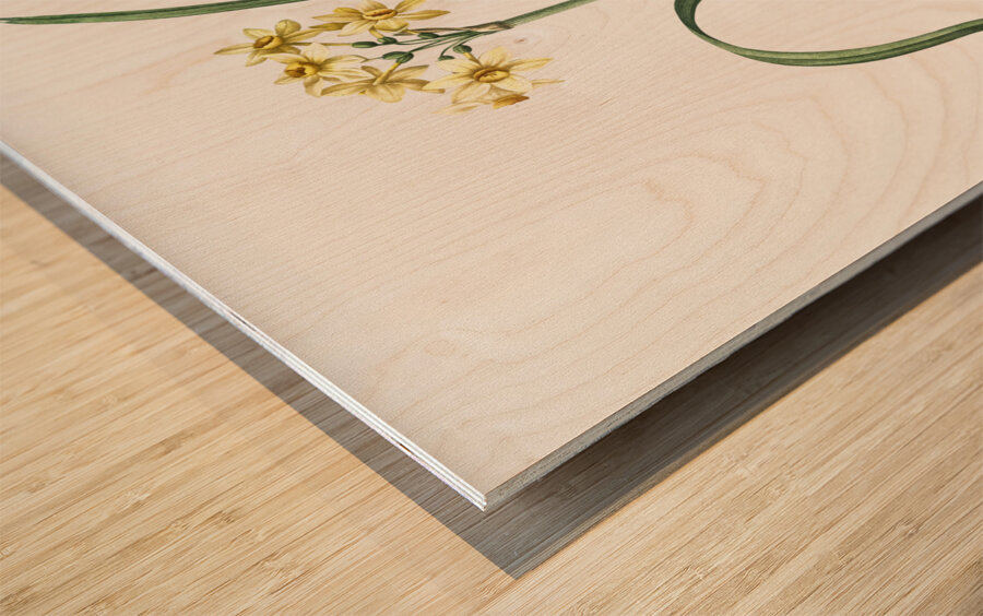 Cowslip cupped daffodil illustration  Wood print