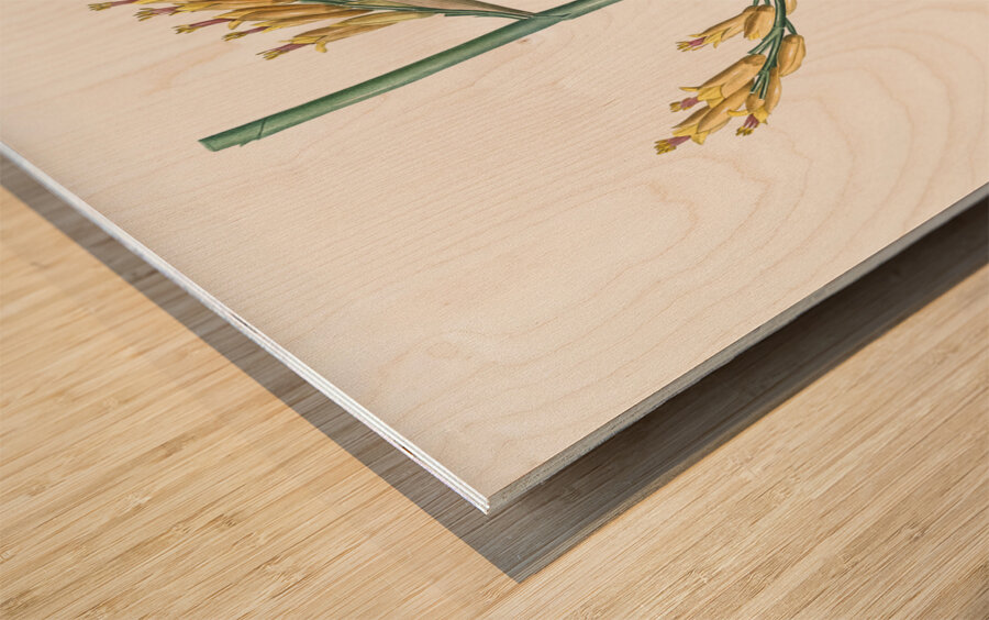 Asparagus fern illustration  Wood print