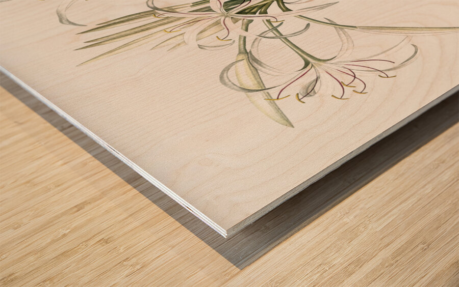 Poison bulb illustration  Wood print