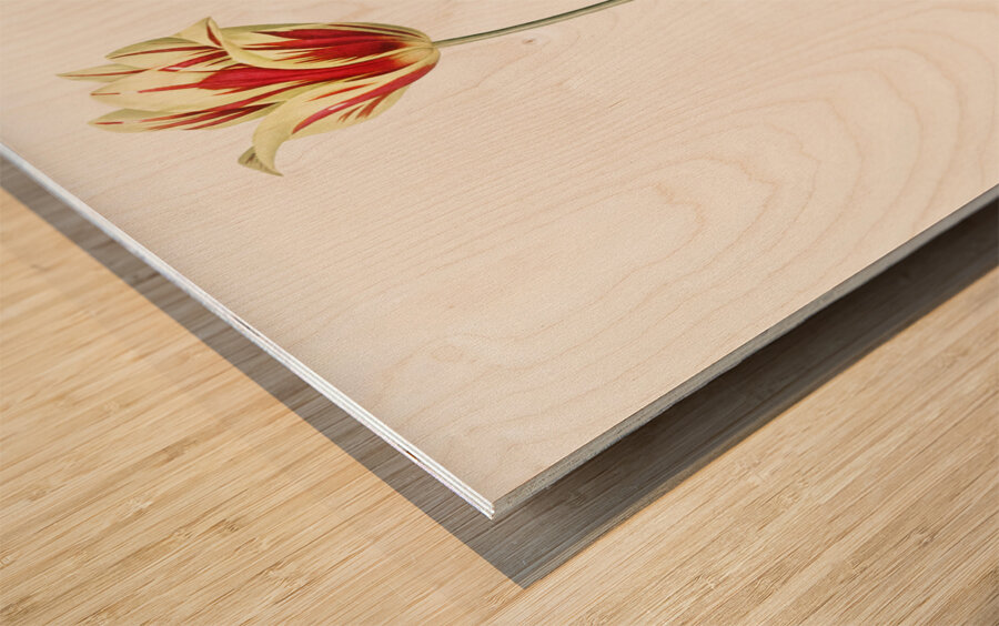 Didier tulip illustration  Wood print