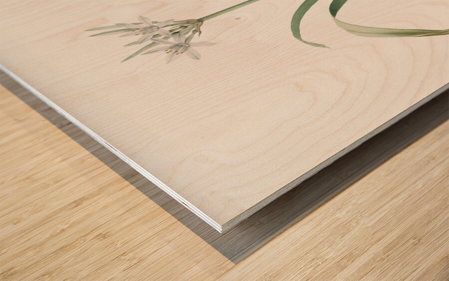 Small-flowered pancratium illustration  Wood print