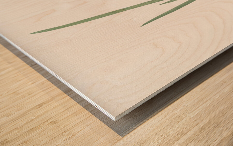 Milky iris illustration  Wood print