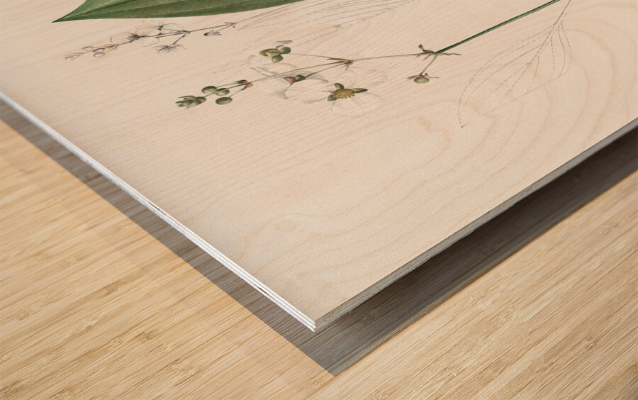 Bulltongue arrowhead illustration  Wood print