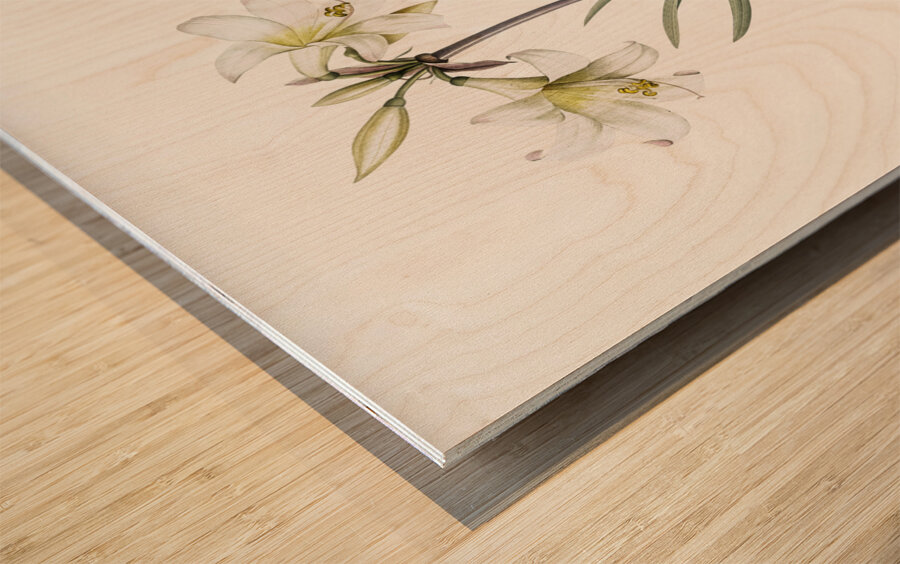 Belladonna lily illustration  Impression sur bois