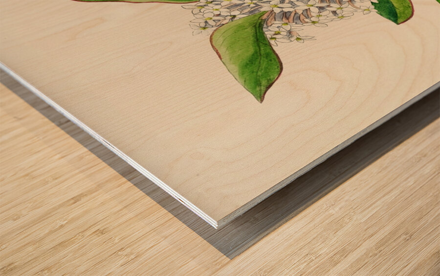 Acokanthera Spectabilis Wood print