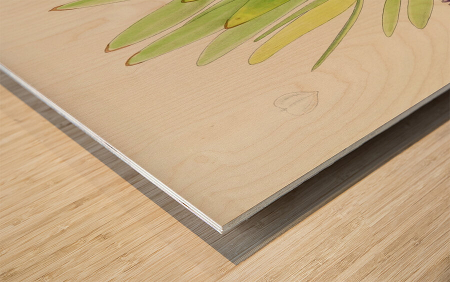 Leucadendron Stokoei Wood print