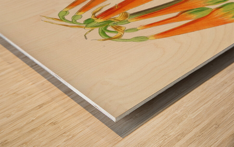 Cyrtanthus Obliquus Impression sur bois