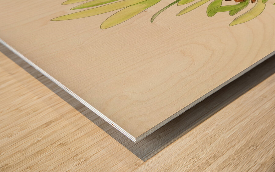 Leucadendron Stokoei Wood print