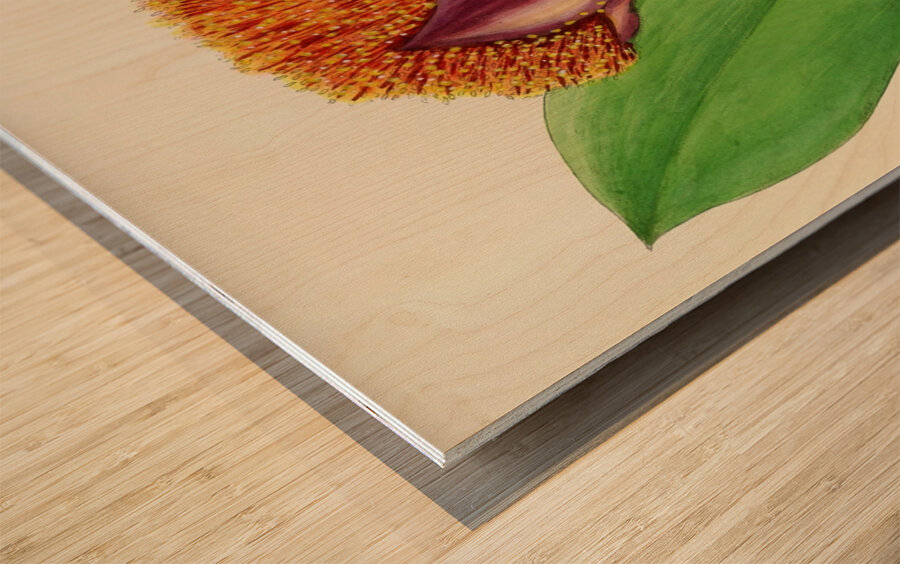 Haemanthus Natalensis Wood print