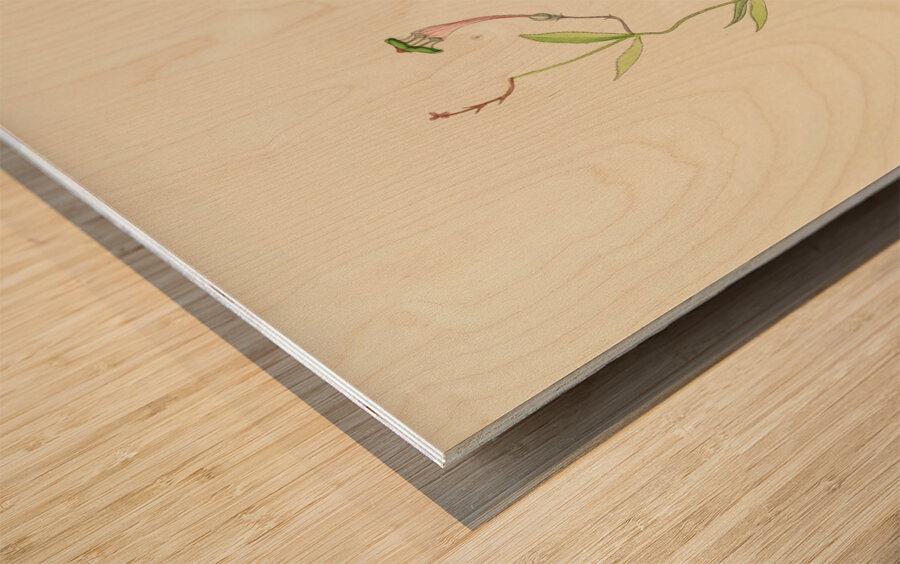 Ceropegia Rendallii Wood print