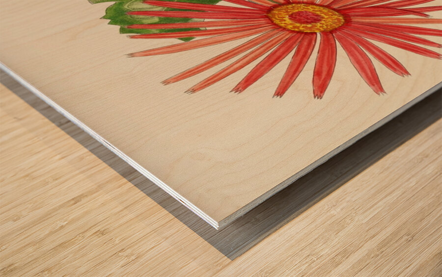Gerbera Jameson Wood print