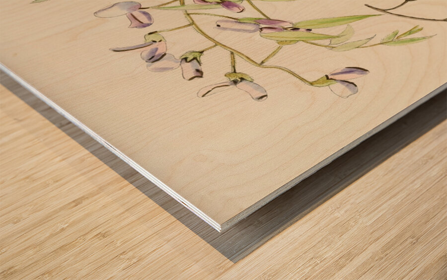 Bolusanthus Speciosus Wood print