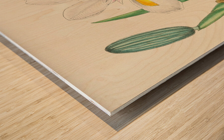 Moraea Iridioides Wood print