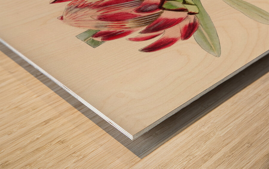 Protea Abyssinica Wood print