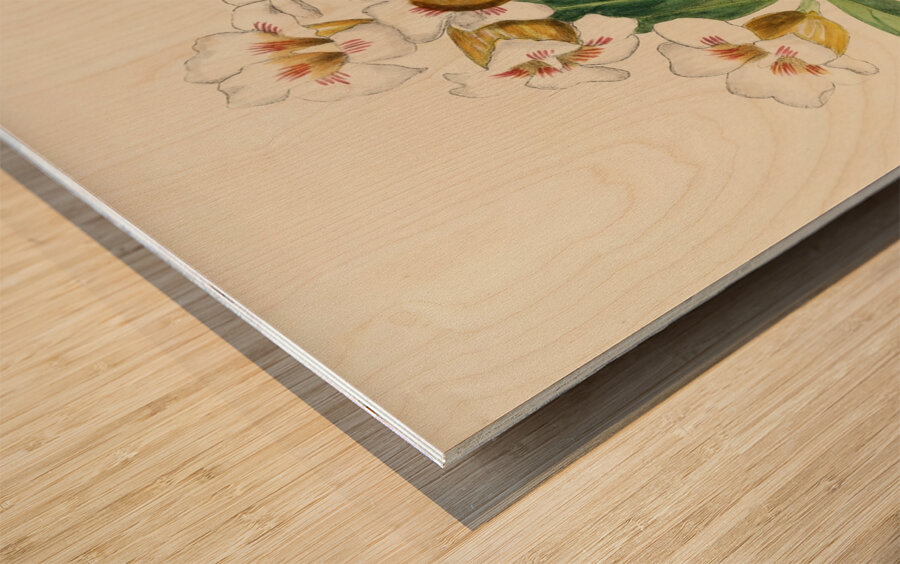 Gardenia Globosa Wood print