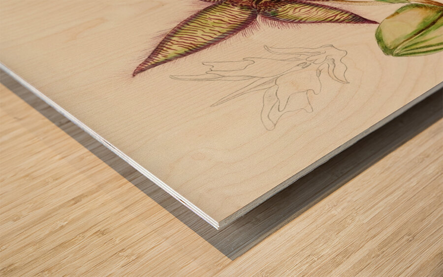 Stapelia Gettleffii Wood print