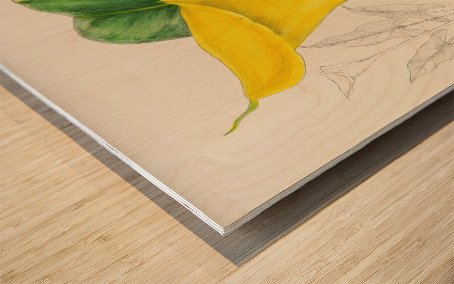 Richardia Angustiloba Wood print