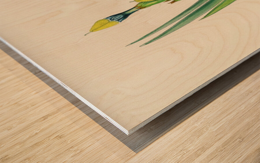 Witsenia Maura Wood print