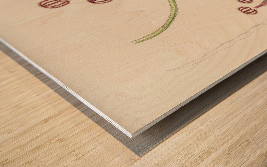 Ceropegia Meyeri Wood print