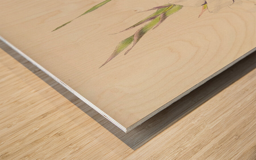 Gladiolus Rehmanni Wood print