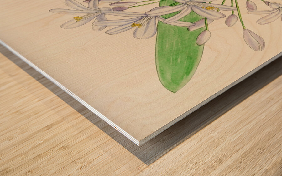 Agapanthus Umbellatus Wood print