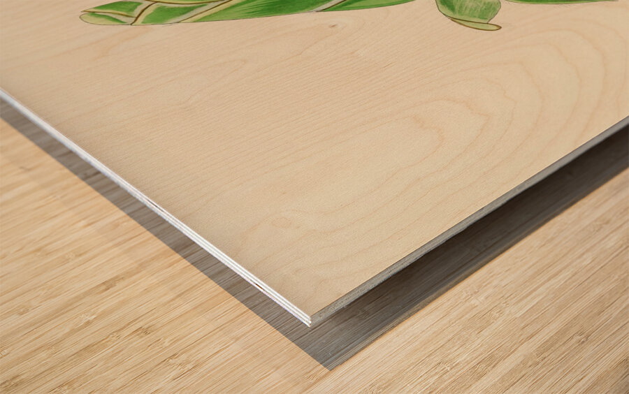 Orothamnus Zeyheri Wood print