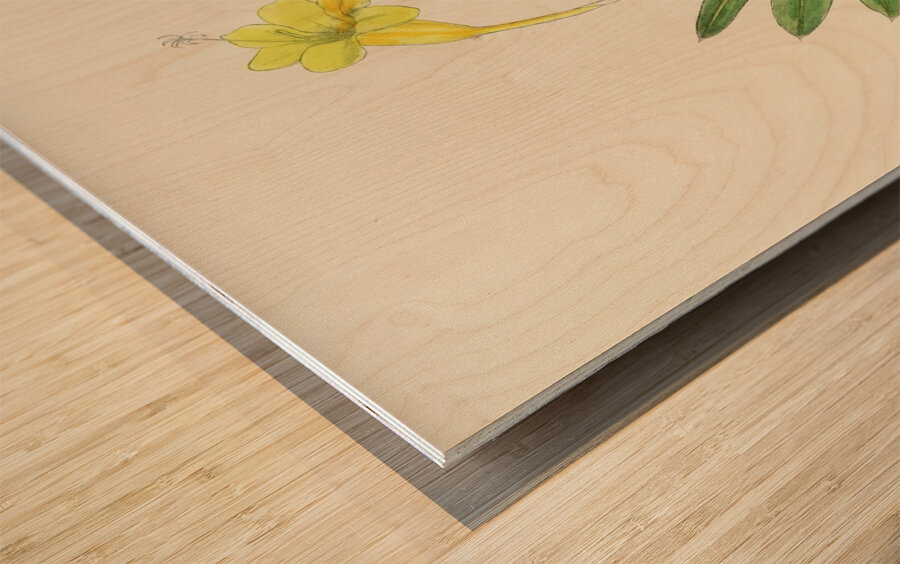 Freesia Refracta Wood print