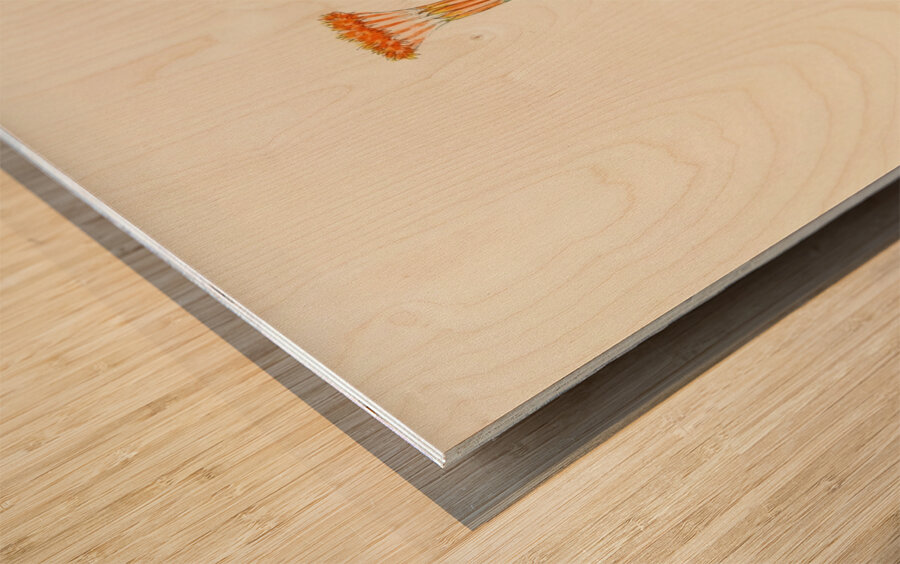 Senecio Stapeliaeformis Wood print