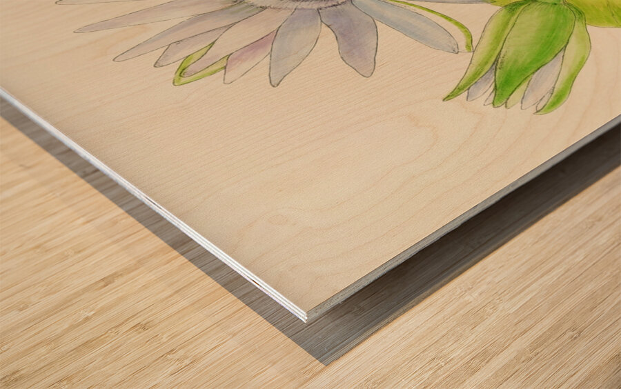 Nymphaea Stellata Wood print