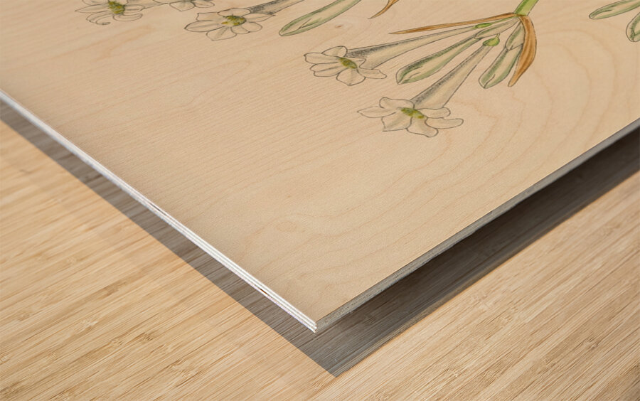 Cyrtanthus Mckenii Wood print