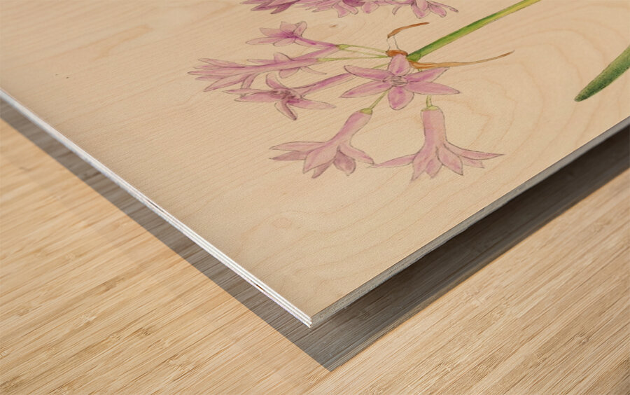 Tulbaghia Violacea Wood print