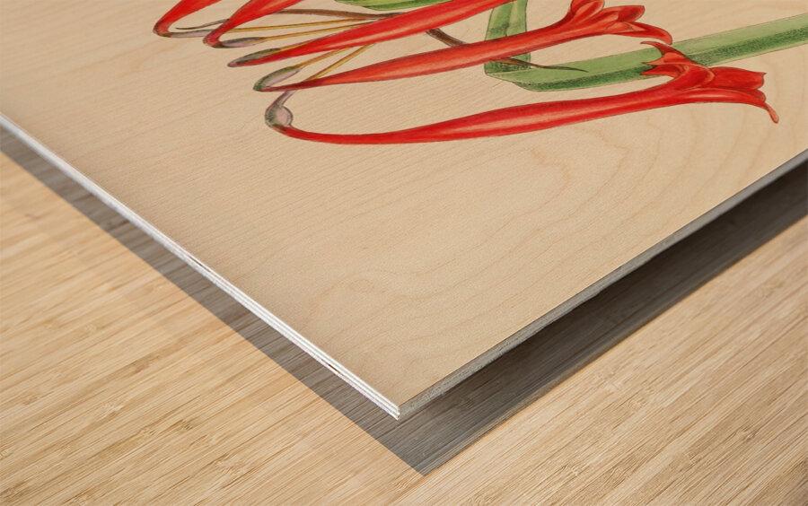 Cyrtanthus Augustifolius Wood print