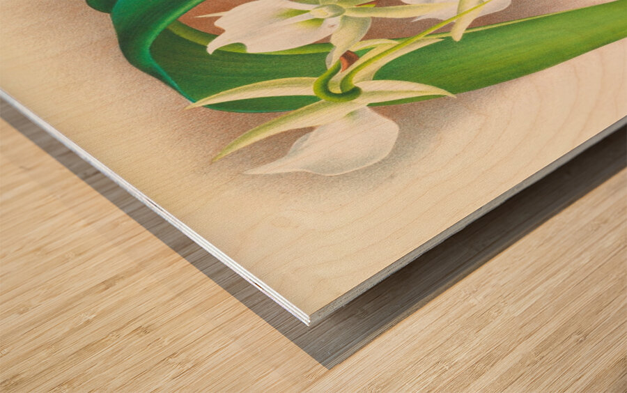 Angraecum eburneum var superbum Wood print
